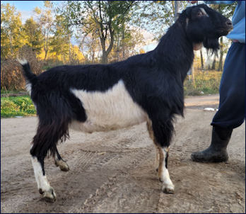 B Kastdemur's Louis Vuitton - Kastdemur's Dairy Goats